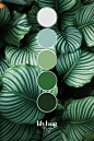 This contains an image of: Varigated Leaf Colour Palette