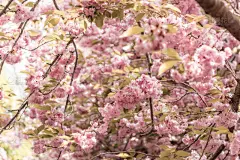 樱桃树,珊瑚,美,式样,美国,艺术,水平画幅,无人,有机食品,丁香花