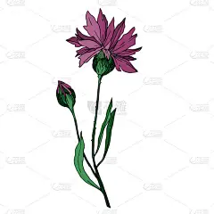 病媒野花植物科植物花。 黑白版画水墨艺术. 孤立的花卉插画元素.