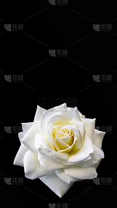 贺卡,婚礼,情人节,生日,母亲节,黑色背景,白色,完美,自然美,分离着色