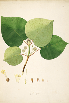 鹰与书采集到植物插画