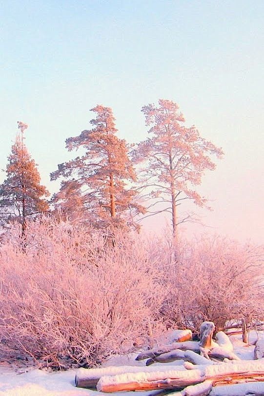 冬景