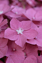 ~~People keep telling me I'm lonely by *Les Hirondelles* Photography - Hydrangea / Ortensia~~