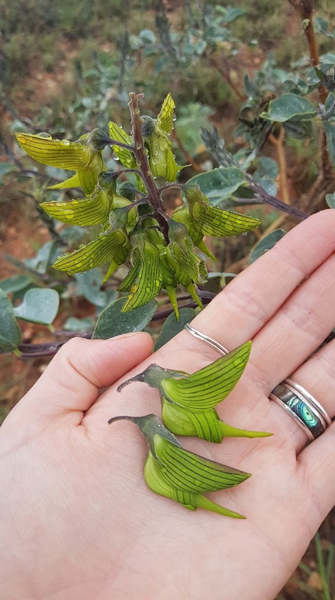 原生于澳大利亚，被当地人称为青鸟花的植物...