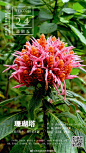 爵床科：珊瑚塔 Aphelandra sinclairiana