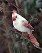 Albino Animals