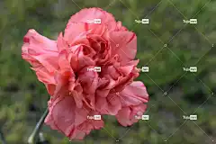 康乃馨 美丽的花朵 粉红色的花 花卉背景 花 植物 花壁纸 花园