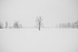 branches-cold-environment-774531
