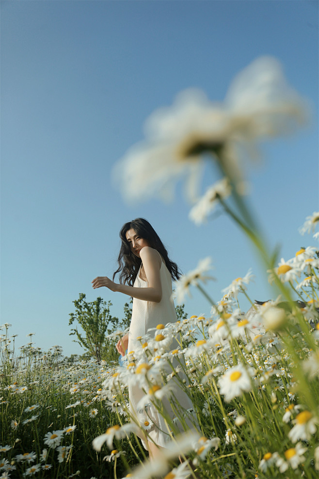 进化论的写真摄影作品《初夏绚丽雏菊开》
