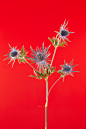 akatre akatre studio flower yellow red blue natural still life