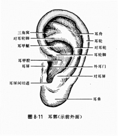 玩火尿炕采集到§R教学 —— 耳、鼻、口