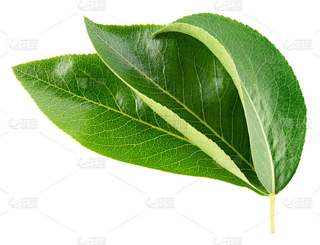 梨树叶孤立。白底上三片绿色的梨叶。水果的叶子。剪切路径。全景深。