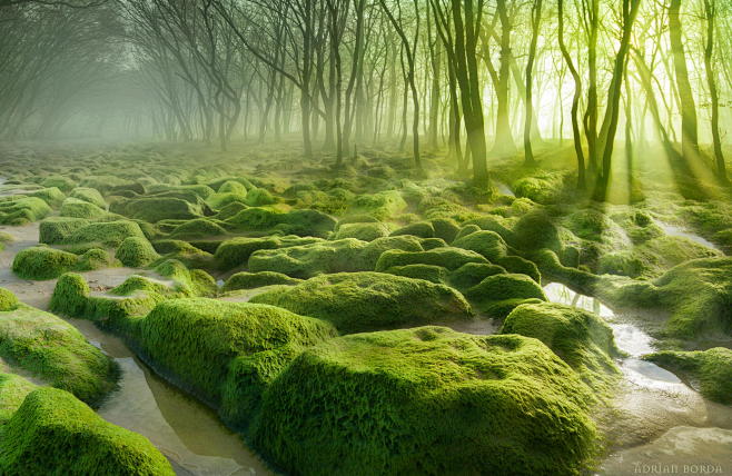 Photograph Moss Swam...