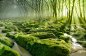 Photograph Moss Swamp II by Adrian Borda on 500px_背景 _素材◈森林背景 #率叶插件，让花瓣网更好用#