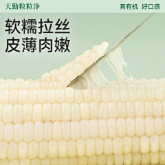 麦麦麦麦旋风ヾ采集到玉米
