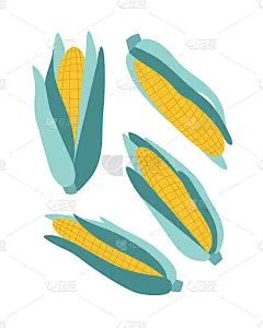 矢量图的玉米。一组孤立的玉米在白色背景。手绘。