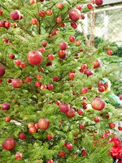 圣诞树,苹果,可爱的,华丽的,贺卡,圣诞装饰物,水果,节日,装饰圣诞树,日本