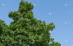 近距离的美丽的树可能是墨西哥山楂(墨西哥山楂)常见的名字tejocote, manzanita te