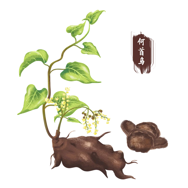 何首乌-花瓣网