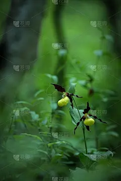 美丽女士的拖鞋兰花花生长在森林与自然的背景，壁纸自然近景宏观，明信片美丽和农业理念概念花卉设计，德国