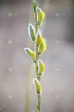 柳树的花絮