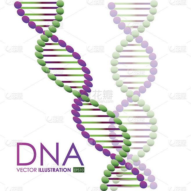 DNA设计，矢量图。