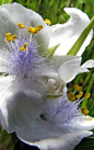 Albino Spiderwort