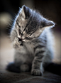 Kitty, kitten, paws, tiger stripe, fuzzy...want.