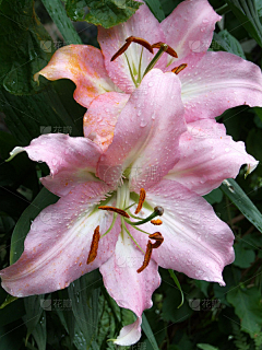 蕟LA采集到百合、萱草、六初花、剑兰类