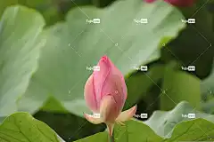 莲花 芽 花 美丽的花朵 花壁纸 粉红色的花 花瓣 粉红色的花瓣