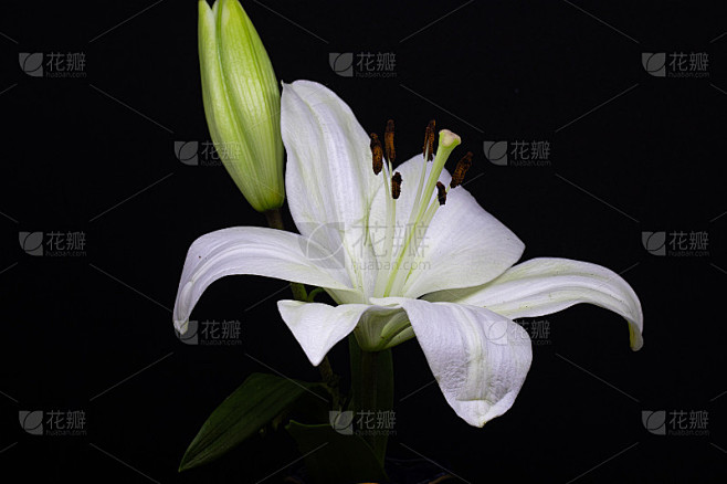 花的特写