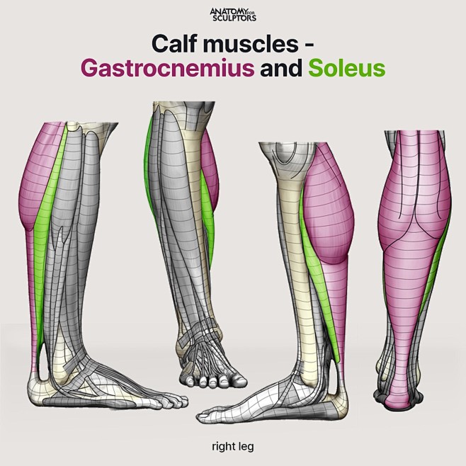 Calf muscles