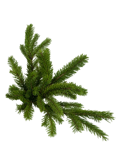 九九家采集到植物