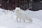 Wary arctic fox by Claudine Lamothe on 500px#北极狐##白##摄影##动物#北极狐你好美，北极狐你好萌