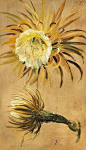 stilllifequickheart:

Christian Friedrich Gille
Thistle Flower
1850
