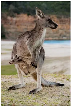 草原  动物   袋鼠  壁纸