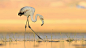 Flamingo by Murat Çalışkan on 500px