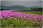 波斯菊