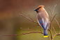 Photograph Cedar Waxwing by Ben Thomas on 500px