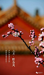 108张图看尽紫禁城的春夏秋冬 : 本文来自：微故宫（ID：weigugong），版权归其所有。 　　办公室门前有棵杏树，每逢三月便满树花开，之后硕果累累，最后落叶归根。 如此岁月往复，让我们萌生了记录紫禁城 一年中的景色的想法。 如今春去春又归，紫禁