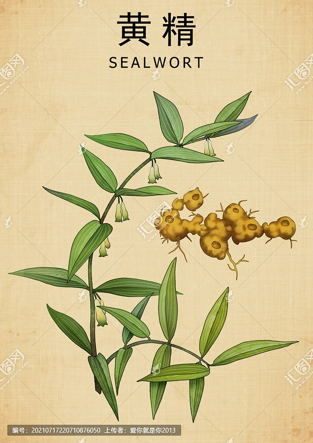 黄精 鸡头黄精 姜形黄精 手绘黄精 黄精插画 中草药插画 老虎姜 手绘值物花草 手绘中草药 龙衔 中草药包装插画 草本植物 中药大全 中药插画 ...