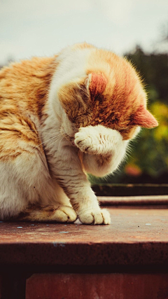 欲望豌豆芽采集到猫狗..