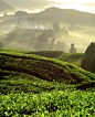 tea field
