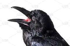 乌鸦座corax。普通乌鸦在白色背景前。