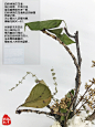 玲珑欣莘艺术插花作品：凛.若旒

插花花材：白色勿忘我，白色绣球花，黄色玫瑰花朵，珊瑚树果干枝，秋蒲公英干枝，樱花木，
一个自己烧的花瓶，一个淘来的独眼可爱小龙猫

白色勿忘我花语：表示不要忘记我，表示永恒的爱，永远不会改变的心。

白色绣球花花语：纯白如雪，不受污浊，圣洁高贵如天使一般。白色绣球花花语表达的就是希望之意。无论是对人还是对事，柳暗花明又一村，光明的未来总会在山洞的出口等待着我们寻找。收到白色绣球花的人，生命是有重量的，是能给人带来希望的。

黄色玫瑰花花语：对于友情，黄玫瑰代表纯洁的友谊和