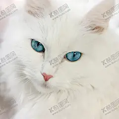 超高清高冷白猫照片 【酷图网】波斯猫,猫咪,宠物店,宠物猫咪,宠物店海报