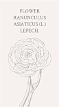 花毛茛（gèn），学名：Ranunculus asiaticus（L.）Lepech.，芹菜花，陆莲花。花语：受欢迎的意思