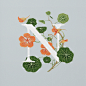 AN EDIBLE A–Z OF FLOWERS--英国插画师Charlotte Day
