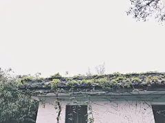 趁着樱花季，在人从众…中杀出一条血路，拍几张做桌面跟壁纸。