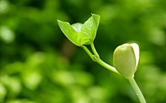 清CHEN的微笑采集到场景大图——动物、花草、植物